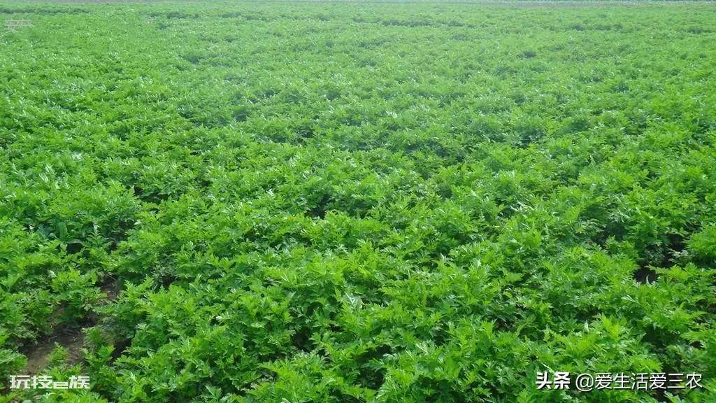 亩效益过万的一年生药材(农村种植什么药材项目更赚钱)-图片3